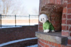 AMIPLAY Sweat-shirt à Capuche Texas Noir 30cm -Magasin De Mode Pour Animaux Et Chiens fre pl AMIPLAY Sweat shirt a capuche Texas noir 30cm 28479 6