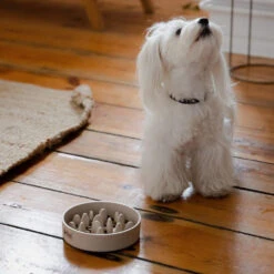 DINGO- Bol Lent En Fibre De Bambou- 1430 Ml -Magasin De Mode Pour Animaux Et Chiens fre pl DINGO bol lent en fibre de bambou 1430 ml 29823 4