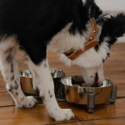 DINGO-set D'alimentation -2x1120 Ml -Magasin De Mode Pour Animaux Et Chiens fre pl DINGO set dalimentation 2x1120 ml 29836 4