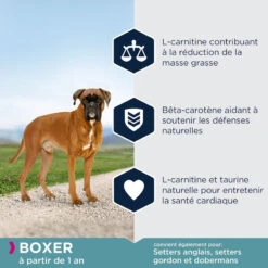 Eukanuba Adult Breed Specific Boxer 12kg -Magasin De Mode Pour Animaux Et Chiens fre pl Eukanuba Adult Breed Specific Boxer 12kg 15577 4