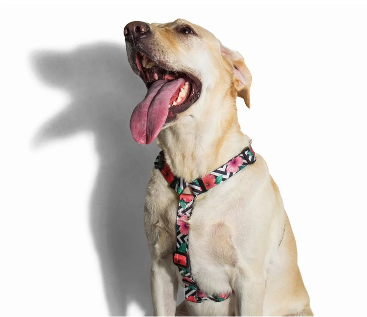 Harnais Pour Chien ZEE DOG Mahalo XS 2 Harnais Pour Chien ZEE DOG Mahalo XS – Image 2