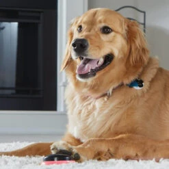 Hunger For Words TALKING PET NEXT WORDS LOCATIONS Localisation -Magasin De Mode Pour Animaux Et Chiens fre pl Hunger for Words TALKING PET NEXT WORDS LOCATIONS Localisation 29731 4