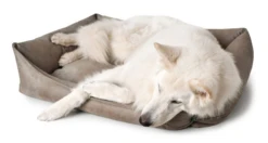 Hunter Bologna Panier Pour Chien Beige Taille S -Magasin De Mode Pour Animaux Et Chiens fre pl Hunter Bologna Panier pour chien Beige Taille S 16593 3