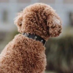 Hunter Mombasa Collier De Chien En Cuir XS-S- 35 Cm 7 Hunter Mombasa Collier De Chien En Cuir XS-S- 35 Cm -Magasin De Mode Pour Animaux Et Chiens fre pl Hunter Mombasa collier de chien en cuir XS S 35 cm 28234 3