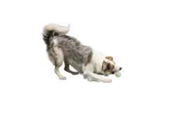 Kiwi Walker Let's Play GLOW BALL Maxi Balle 6 Kiwi Walker Let's Play GLOW BALL Maxi Balle -Magasin De Mode Pour Animaux Et Chiens fre pl Kiwi Walker Lets Play GLOW BALL Maxi balle 29862 3