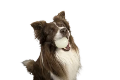 Kiwi Walker Let's Play GLOW BALL Maxi Balle 7 Kiwi Walker Let's Play GLOW BALL Maxi Balle -Magasin De Mode Pour Animaux Et Chiens fre pl Kiwi Walker Lets Play GLOW BALL Maxi balle 29862 4