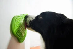 Pet Dream House 2-in-1 Slow Feeding Bowl Orange Eas -Magasin De Mode Pour Animaux Et Chiens fre pl Pet Dream House 2 in 1 slow feeding bowl Orange Eas 25985 3