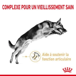 ROYAL CANIN Berger Allemand Adult 5+ 3kg -Magasin De Mode Pour Animaux Et Chiens fre pl ROYAL CANIN Berger Allemand Adult 5 3kg 12524 4