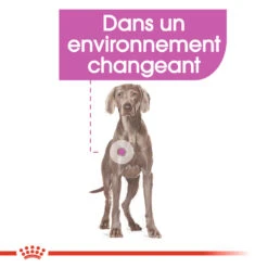 ROYAL CANIN CCN Maxi Relax Care 3kg -Magasin De Mode Pour Animaux Et Chiens fre pl ROYAL CANIN CCN Maxi Relax Care 3kg 16274 5