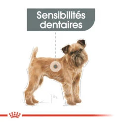 ROYAL CANIN CCN Mini Dental Care 8kg + Hector Gratuit -Magasin De Mode Pour Animaux Et Chiens fre pl ROYAL CANIN CCN Mini Dental Care 8kg hector gratuit 29934 6