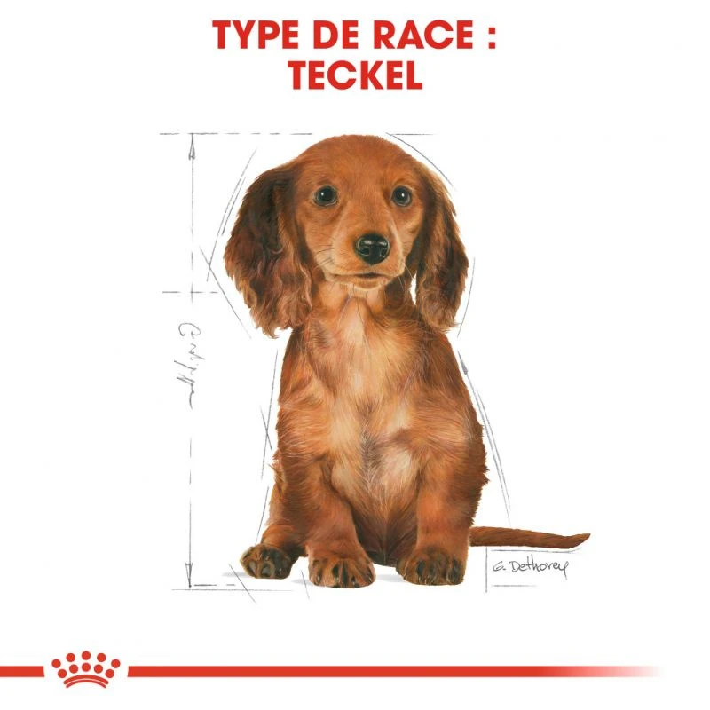 ROYAL CANIN Dachshund Puppy 1,5kg 3 ROYAL CANIN Dachshund Puppy 1,5kg – Image 3