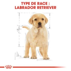 ROYAL CANIN Labrador Retriever Puppy 3kg -Magasin De Mode Pour Animaux Et Chiens fre pl ROYAL CANIN Labrador Retriever Puppy 3kg 16063 3