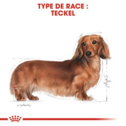 Royal Canin Dachshund Adult 7,5kg -Magasin De Mode Pour Animaux Et Chiens fre pl Royal Canin Dachshund Adult 7 5kg 9149 6