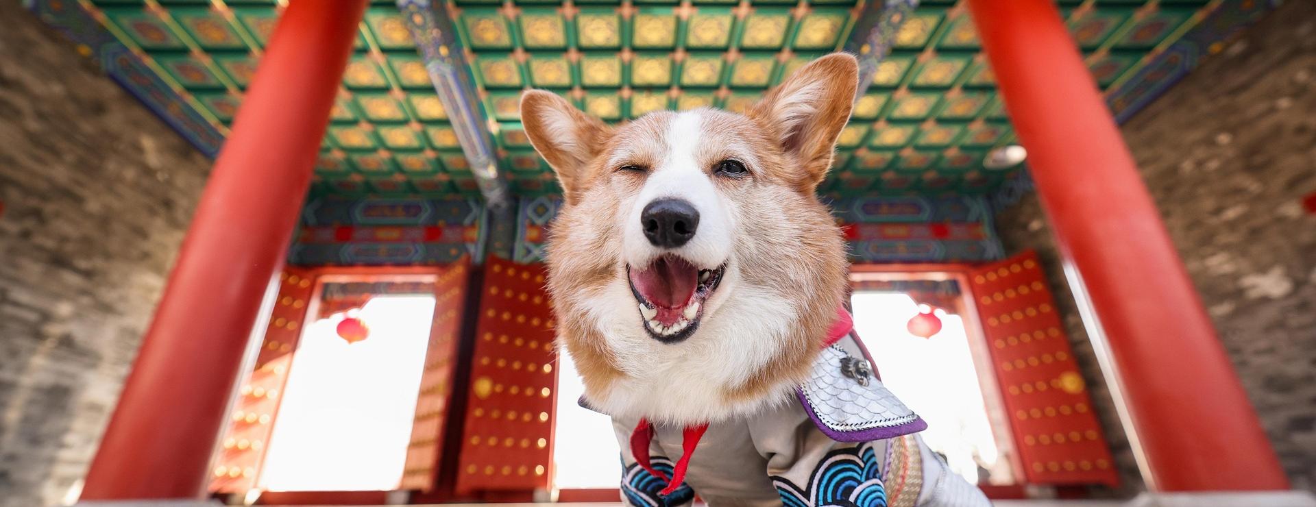 Magasin De Mode Pour Animaux Et Chiens -Magasin De Mode Pour Animaux Et Chiens dog 7058195 1920